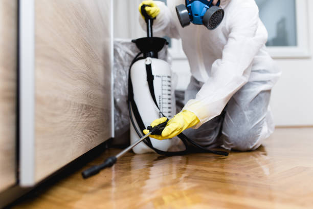 Best Insect Control  in Valle Vista, AZ
