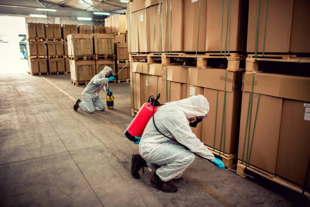 Best Termite Control Services  in Valle Vista, AZ
