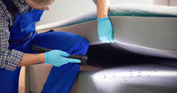 Best Wasp Removal Services  in Valle Vista, AZ